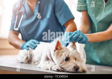 Il ne fait pas mal du tout. Mains de deux vétérinaires à mettre des gants de protection sur un collier en plastique sur un petit chien allongé sur la table en ve Banque D'Images