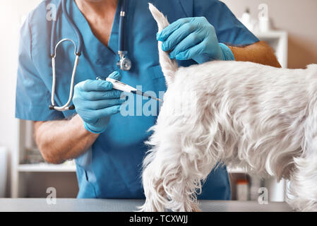 Procédure désagréable. Vétérinaire mâle en uniforme de travail est la mesure de la température du corps d'un petit chien avec un thermomètre électrique à une clinique vétérinaire Banque D'Images