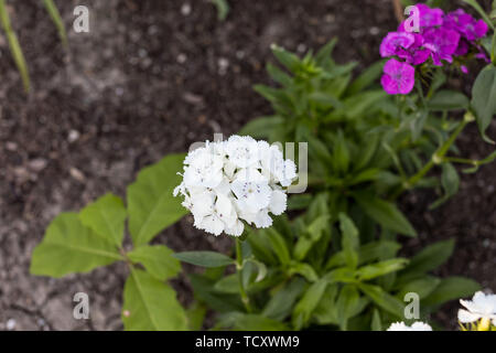 Une grappe de petites fleurs blanches avec de petites taches violacées Banque D'Images