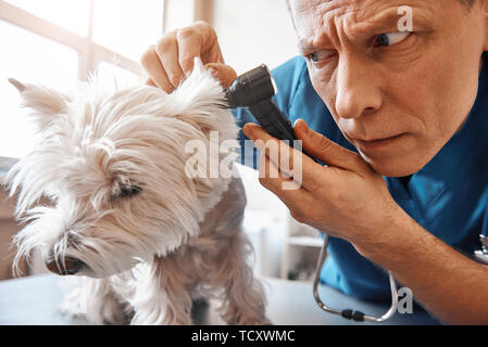 Je dois être très attentif. L'EFP est d'âge moyen sérieux contrôle de l'oreille du chien pendant qu'il travaille à la clinique vétérinaire. Concept de soins aux animaux. Concept de la médecine. Ani Banque D'Images