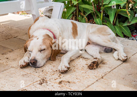 Chien errant domestiqué de dormir dans le jardin sur une chaude journée d'été. Banque D'Images