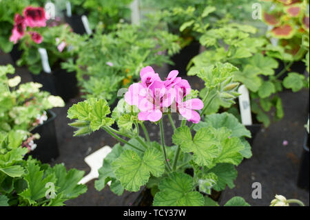 Pelargonium sp la floraison dans une serre Banque D'Images