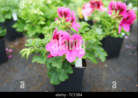 Pelargonium sp la floraison dans une serre Banque D'Images