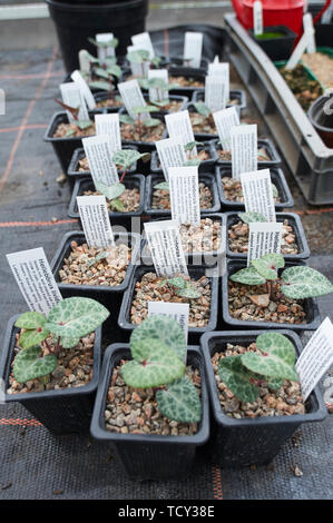 Helliborus Lividus jeunes plantes croissant dans une pépinière Banque D'Images