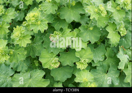 Pelargonium sp la floraison dans une serre Banque D'Images