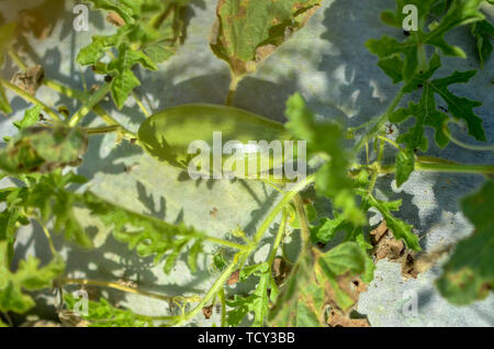 Melon vert frais plantes poussant dans le jardin organique Banque D'Images