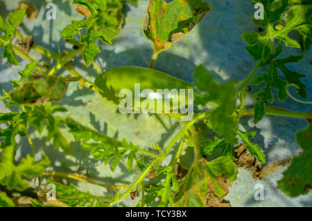 Melon vert frais plantes poussant dans le jardin organique Banque D'Images