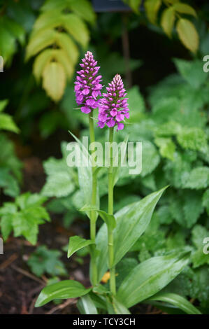 Dactyloriza foliosa croissante d'orchidée dans un jardin boarder Banque D'Images