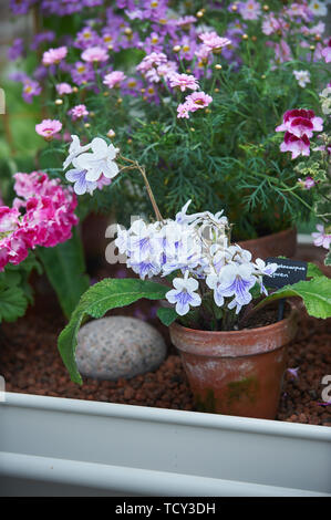 Plantes Fleurs Streptocarpus dans une serre Banque D'Images