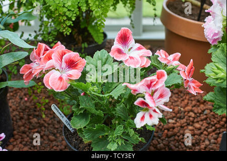 Pelargonium sp la floraison dans une serre Banque D'Images