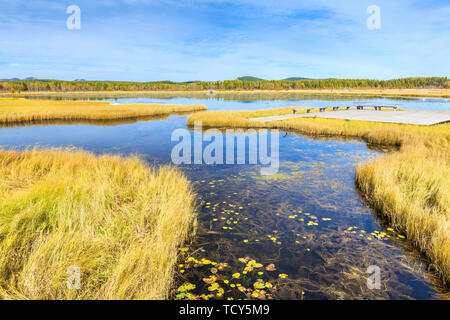 Qixing Lake Automne couleur dans les zones humides des Prairies Saihanba National Forest Park, Paddock County, Province de Hebei Banque D'Images