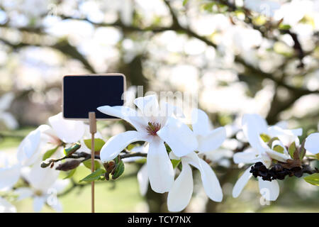 Belle, délicate de magnolias. Plaque avec emplacement pour un texte sur un fond d'un arbre Banque D'Images