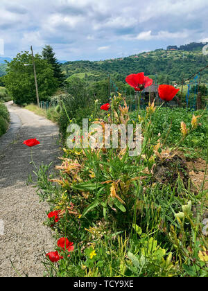 Des coquelicots sauvages lumineux sur le côté d'une route de campagne. Paysage d'été Banque D'Images