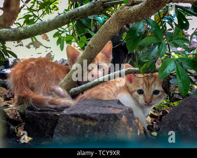 Paire d'adorables petits chatons de couleur rouge surpris de voir sous l'arbre dans l'herbe. Banque D'Images