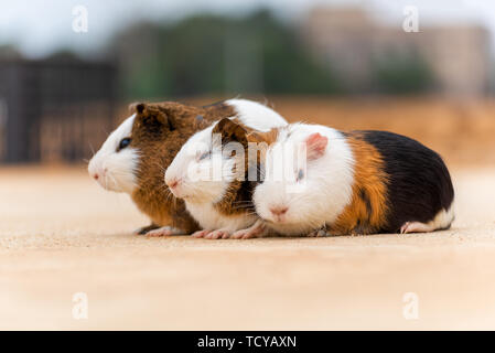 Trois cochons entassés à somnoler. Banque D'Images