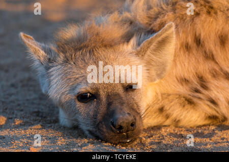 Gros plan de la face d'une hyène tachetée cub au lever du soleil dans la province de Mpumalanga, Afrique du Sud Banque D'Images