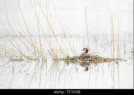 Grèbe huppé leurs œufs dans un nid. Podiceps cristatus. La photographie de la faune avec l'arrière-plan flou. Banque D'Images