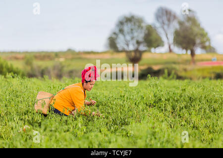 KALAW, MYANMAR - Décembre 07, 2016 : femme tribu red chili récolte près de Kalaw Shan au Myanmar (Birmanie) Banque D'Images