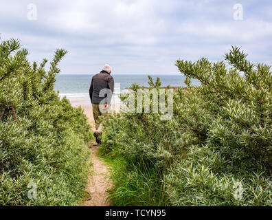 Man Walking in argousier arbuste en dune de sable, plage Tyninghame, East Lothian, Scotland, UK Banque D'Images