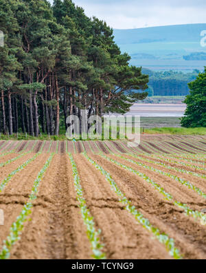 Rangées de plants nouvellement plantés en champ agricole, avec des arbres de pin sylvestre East Lothian, Scotland, UK Banque D'Images