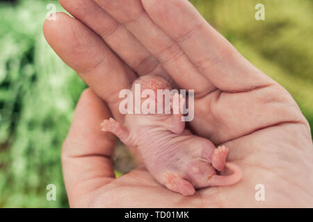 La notion de protection. Un cub de rat nouveau-né se trouve sur une main humaine. Un petit bébé souris dormir sur le palm. Rongeur à tête aveugle. Banque D'Images