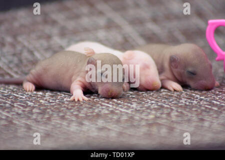 Concept De La Naissance Des Rats Nouveau Ne D Un œuf Eclos Peu D Enfants De La Souris Sur Le Fond De La Coquille Photo Stock Alamy