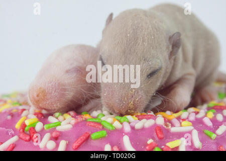 Le Concept De La Naissance Un Petit Rat Est Assis Dans Un Lit Bebe Photo Stock Alamy