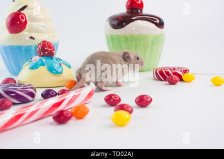 Le concept d'anniversaire. Rat sur l'arrière-plan de maison de bonbons. Souris avec des bonbons et des petits gâteaux. Gros plan rongeur décorative. Banque D'Images