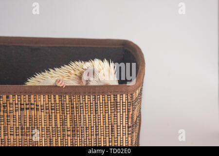 Hérisson blanc décoratif assis dans une boîte. Le rongeur se cache dans le panier. Animaux décoratifs close-up. Banque D'Images