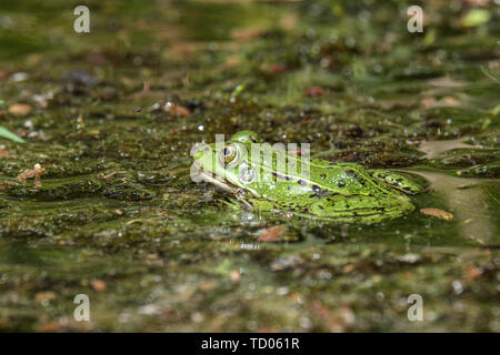 Grenouille verte lettone se reposant dans soleil dans un lac de surface de l'eau. Pelophylax kl. esculentus en été Banque D'Images