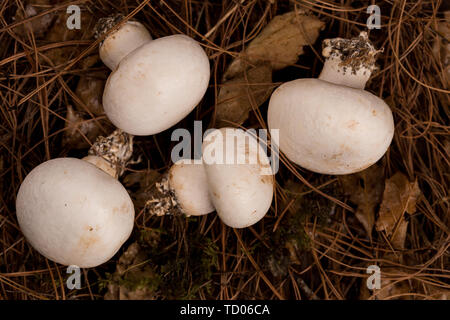 Les champignons frais. Banque D'Images