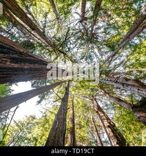 Soleil et ciel vu à travers la cime des arbres dans la région de Big Sur Banque D'Images