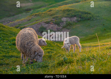 Les moutons dans la prairie herbeuse Banque D'Images