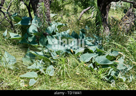 Buffalo Gourd plante poussant à l'état sauvage dans les mesquite forst du Texas Banque D'Images