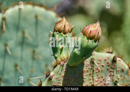 De nouveaux bourgeons sur l'Oponce de l'Cactusin le printemps au Texas Banque D'Images