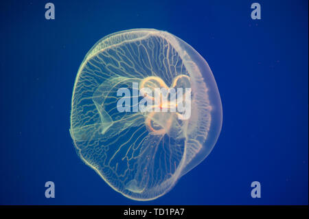 Lune méduses Aurelia aurita dans l'eau. Aurelia aurita (également appelé common méduse, méduse de lune, lune gelée, ou une soucoupe de paraffine) Banque D'Images
