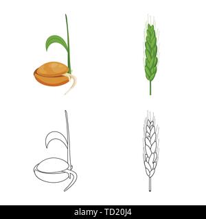 Printemps,graines,grandir,spike,root,farine,dur,son,germination la germination des céréales,,processus,alimentaire,de,plantation,or,agriculture,vert,l'évolution de l'agriculture,seigle,plantes,blé,maïs,grain,récolte,ferme,,champ,set,icône,,illustration,collection,isolé,design,graphisme,élément,signe, vecteurs vecteur , Illustration de Vecteur