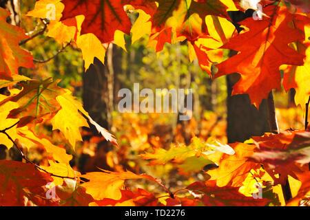 Belles feuilles de chêne rouge et jaune allumé par Sun dans la forêt au cours de l'automne doré matin Banque D'Images