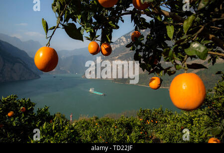 L'orange et orange rouge reflète la Xiaojiang River. Chaque fin d'automne et d'hiver, les oranges des Xilingxia des Trois Gorges sont jaunes et les oranges sont en rouge, faisant de la majestueuse rivière Xiaojiang particulièrement belle. Banque D'Images