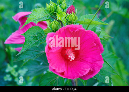 Rose Trémière rose fleur dans le jardin. Fleurs de mauve. Profondeur de champ. Focus sélectif. Banque D'Images