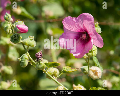 Fleur rose trémière rose vif dans le jardin d'été ensoleillé. Fleurs de mauve. Profondeur de champ. Focus sélectif. Banque D'Images