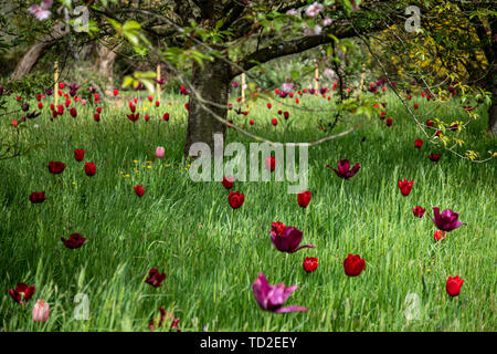 Certains des 1000 + tulipes plantés le long de l'allée menant à l'aile nord de l'Europe chambre à Kew. Banque D'Images