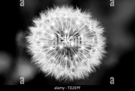 Noir-blanc, macro, photographie du gros plan de dandelion clock. Banque D'Images