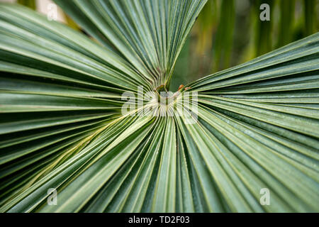 Feuilles de palmier dans le maison Temerate à Kew Gardens, Londres. Banque D'Images