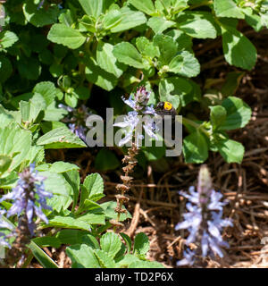 Bumble bee noir et jaune visite un homard bleu fleur Plectranthus neochilus (homard, bush bush fly, ou des bush) est un couvre-sol vivaces Banque D'Images