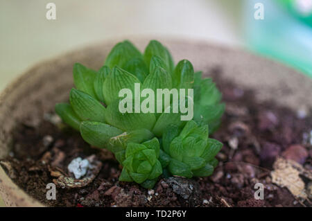 Fenêtre d'Haworthia cuspidata (Star) est une plante succulente formant une rosette, avec star-comme des rosettes, jusqu'à 4 pouces (10 cm) de diamètre. Les feuilles sont lime gr Banque D'Images