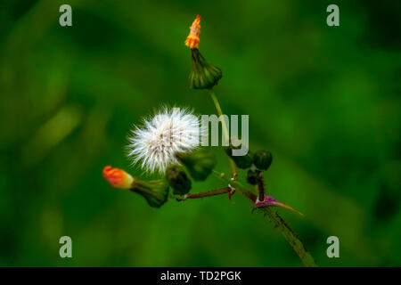 Blowball sur une fleur jaune à partir de la famille de Senecio. Photographié en Crète, Grèce en décembre Banque D'Images