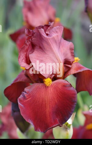 Iris 'Red Pike' Grand Iris en fleurs en mai. Banque D'Images