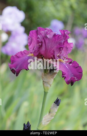 Tall bearded iris 'floraison' Teesdale en mai, UK Banque D'Images