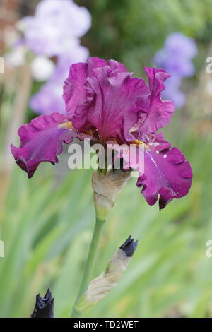 Tall bearded iris 'floraison' Teesdale en mai, UK Banque D'Images